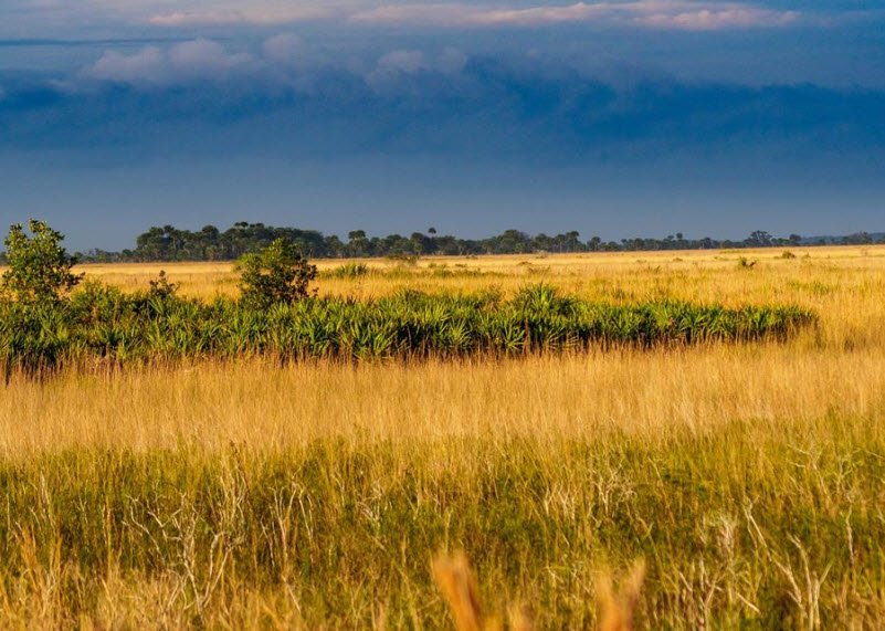 Kissimmee Prairie Preserve State Park, Florida, USA